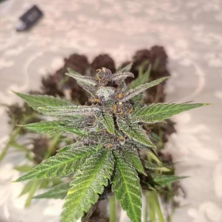 2025 blueberry + negra44