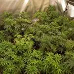 2025 blueberry + negra44