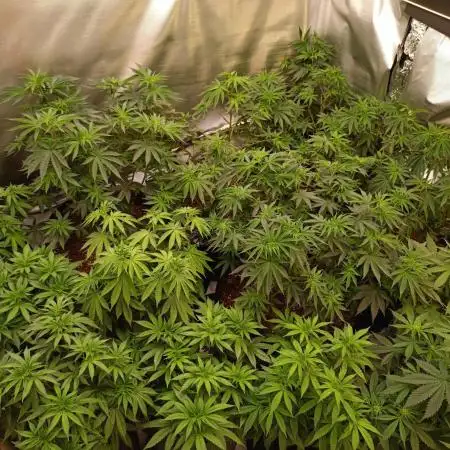 2025 blueberry + negra44