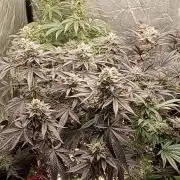 Negra 44 + Blueberry Cupcake