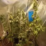 Sherbet-seedstockers