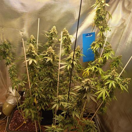 Sherbet-seedstockers
