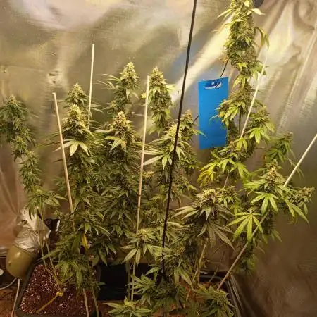 Sherbet-seedstockers