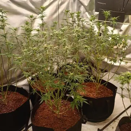 2025 blueberry + negra44