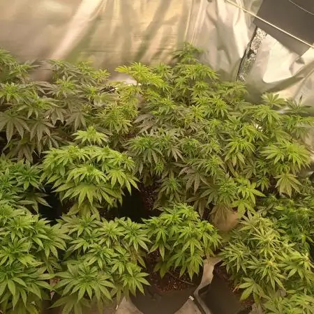 2025 blueberry + negra44