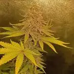 Jamaican Pearl+Oreoz+Northern Lights