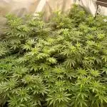 2025 blueberry + negra44