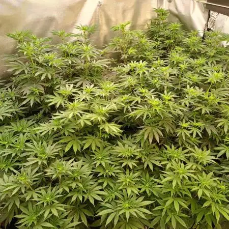 2025 blueberry + negra44