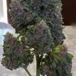 Red poison auto
