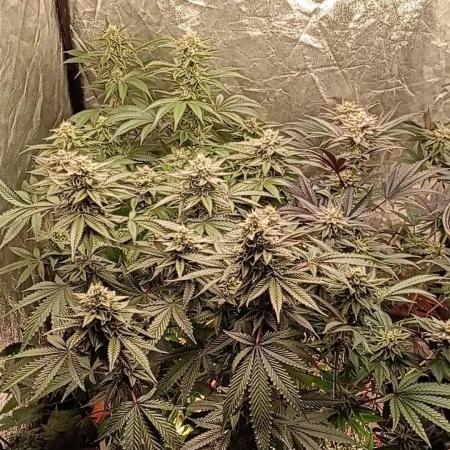 Negra 44 + Blueberry Cupcake