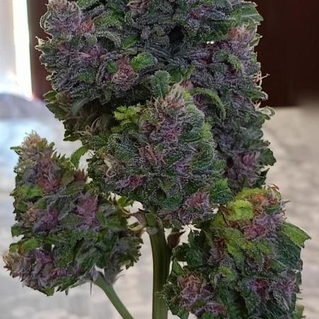 Red poison auto