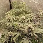 Negra 44 + Blueberry Cupcake