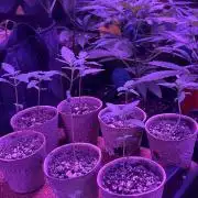 “Supreme Bubba Roja” Phenohunt!