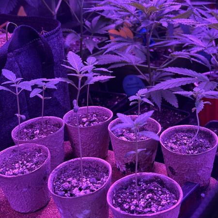 “Supreme Bubba Roja” Phenohunt!