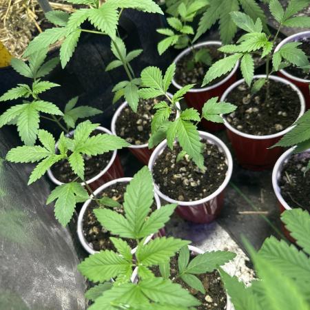 “Supreme Bubba Roja” Phenohunt!