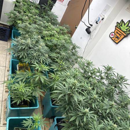 Pheno Hunt 4/1/26