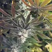 Pheno Hunt 4/1/26