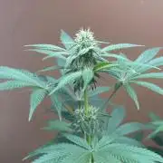 Pheno Hunt 4/1/26