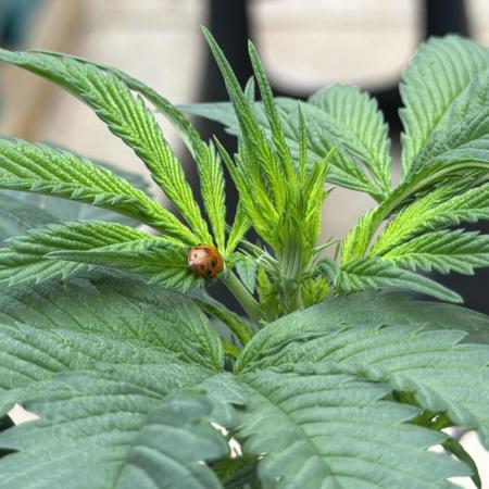 “Supreme Bubba Roja” Phenohunt!