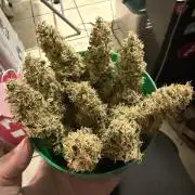 Banana Blaze Auto