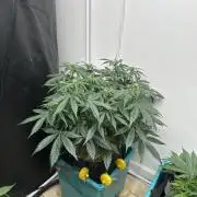 Banana Blaze Auto