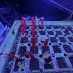 Small Phenohunt
