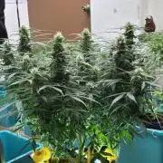 Banana Blaze Auto