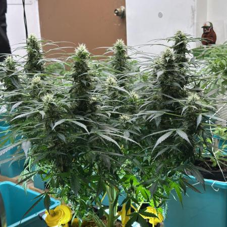 Banana Blaze Auto