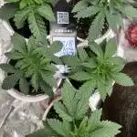42 Fast Bud Mystery