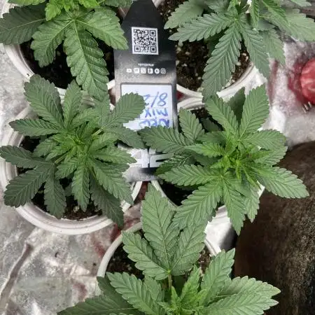 42 Fast Bud Mystery