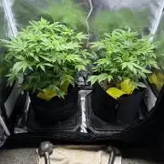 2 Pot Grow #1
