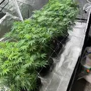 4 Pot Grow #2