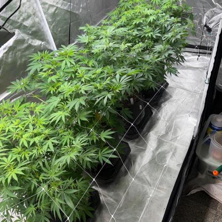 4 Pot Grow #2