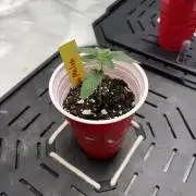 4 Pot Grow #2