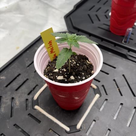 4 Pot Grow #2