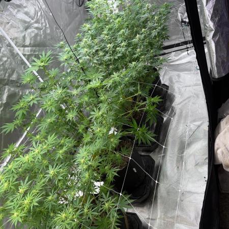 4 Pot Grow #2