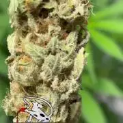 2 Pot Grow #1