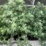 4 Pot Grow #2