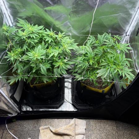 2 Pot Grow #1