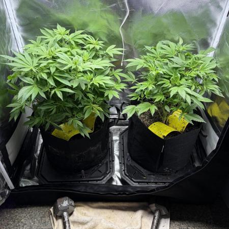 2 Pot Grow #1