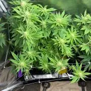 2 Pot Grow #1