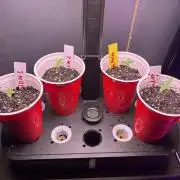 4 Pot Grow #2