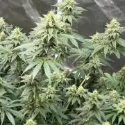 4 Pot Grow #2