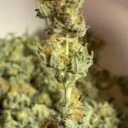 4 Pot Grow #2