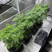 4 Pot Grow #2