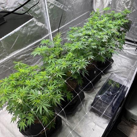 4 Pot Grow #2