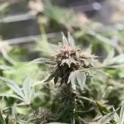 2 Pot Grow #1
