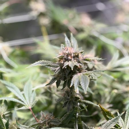 2 Pot Grow #1
