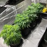 4 Pot Grow #2