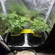 2 Pot Grow #1
